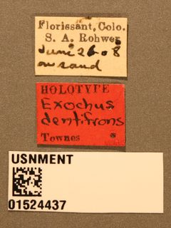 Exochus dentifrons by the Smithsonian. Used under a CC0 license.