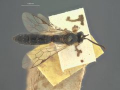 Exochus evectus by the Smithsonian. Used under a CC0 license.