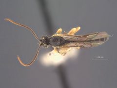 Exochus fastigatus by the Smithsonian. Used under a CC0 license.