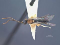 Exochus genualis by the Smithsonian. Used under a CC0 license.