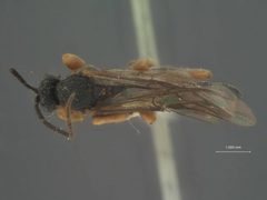 Exochus hakonensis by the Smithsonian. Used under a CC0 license.