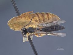 Exochus megadon by the Smithsonian. Used under a CC0 license.