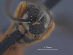 Exochus nigripalpis subobscurus by the Smithsonian. Used under a CC0 license.