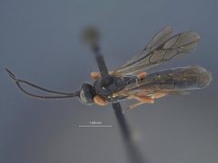 Exochus nigripalpis subobscurus by the Smithsonian. Used under a CC0 license.