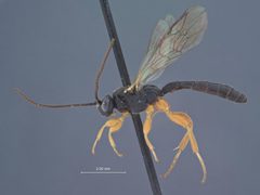 Exochus nigripalpis tectulum by the Smithsonian. Used under a CC0 license.