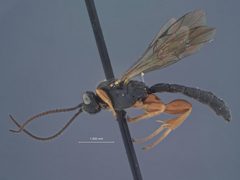 Exochus nigripalpis subobscurus by the Smithsonian. Used under a CC0 license.