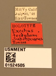 Exochus nigripalpis subobscurus by the Smithsonian. Used under a CC0 license.