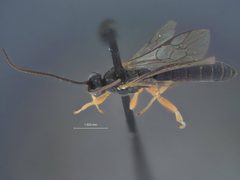 Exochus nigripalpis tectulum by the Smithsonian. Used under a CC0 license.