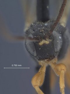 Exochus nigripalpis tectulum by the Smithsonian. Used under a CC0 license.