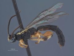 Exochus spilotus by the Smithsonian. Used under a CC0 license.