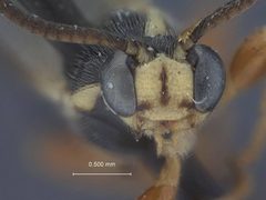 Exochus spilotus by the Smithsonian. Used under a CC0 license.