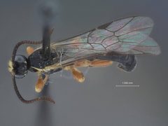 Exochus spilotus by the Smithsonian. Used under a CC0 license.