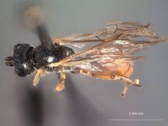 Exyston abdominalis by the Smithsonian. Used under a CC0 license.