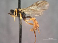 Exyston abdominalis by the Smithsonian. Used under a CC0 license.