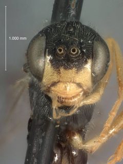 Exyston abdominalis by the Smithsonian. Used under a CC0 license.