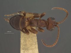 Gelis microplitidis by the Smithsonian. Used under a CC0 license.