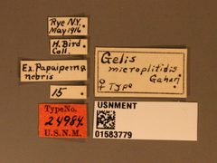 Gelis microplitidis by the Smithsonian. Used under a CC0 license.