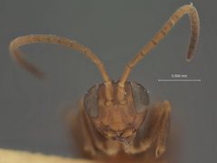 Gelis microplitidis by the Smithsonian. Used under a CC0 license.