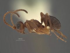 Gelis microplitidis by the Smithsonian. Used under a CC0 license.