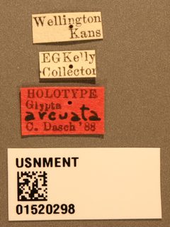 Glypta arcuata by the Smithsonian. Used under a CC0 license.