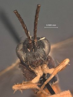 Glypta brevis by the Smithsonian. Used under a CC0 license.