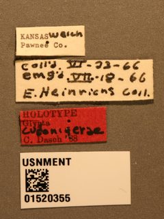 Glypta cudonigerae by the Smithsonian. Used under a CC0 license.