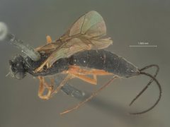 Glypta kukakensis by the Smithsonian. Used under a CC0 license.