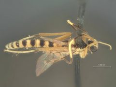 Glypta leucozonata by the Smithsonian. Used under a CC0 license.