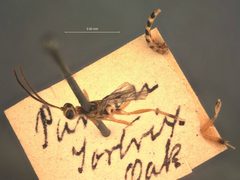 Glypta xanthozonata by the Smithsonian. Used under a CC0 license.
