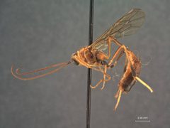 Habronyx severini by the Smithsonian. Used under a CC0 license.