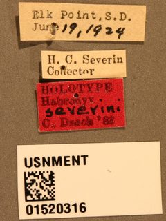 Habronyx severini by the Smithsonian. Used under a CC0 license.
