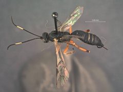 Helcostizus bicarinatus by the Smithsonian. Used under a CC0 license.