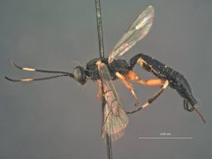 Helcostizus bicarinatus by the Smithsonian. Used under a CC0 license.