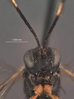 Helcostizus bicarinatus by the Smithsonian. Used under a CC0 license.