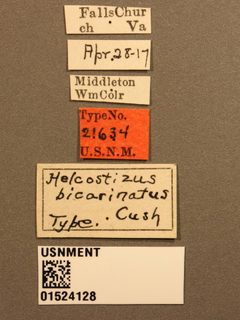 Helcostizus bicarinatus by the Smithsonian. Used under a CC0 license.