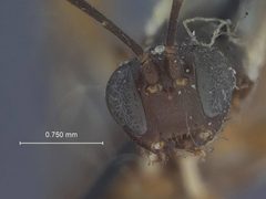 Helcostizus tibialis by the Smithsonian. Used under a CC0 license.
