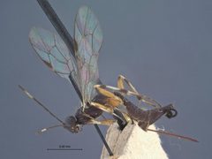Helcostizus tibialis by the Smithsonian. Used under a CC0 license.