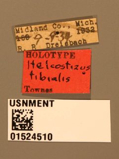 Helcostizus tibialis by the Smithsonian. Used under a CC0 license.
