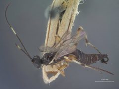 Helcostizus tibialis by the Smithsonian. Used under a CC0 license.