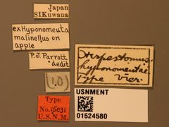 Herpestomus hyponomeutae by the Smithsonian. Used under a CC0 license.