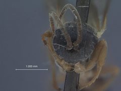 Herpestomus hyponomeutae by the Smithsonian. Used under a CC0 license.