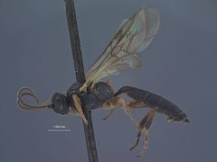 Herpestomus hyponomeutae by the Smithsonian. Used under a CC0 license.