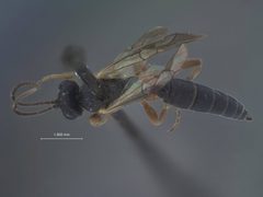 Herpestomus hyponomeutae by the Smithsonian. Used under a CC0 license.
