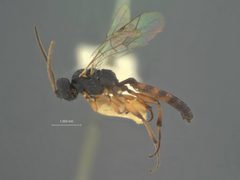 Herpestomus plutellae by the Smithsonian. Used under a CC0 license.