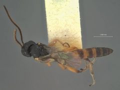 Herpestomus plutellae by the Smithsonian. Used under a CC0 license.