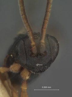 Herpestomus plutellae by the Smithsonian. Used under a CC0 license.