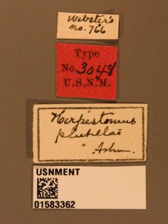 Herpestomus plutellae by the Smithsonian. Used under a CC0 license.