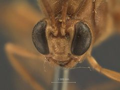 Heteropelma datanae by the Smithsonian. Used under a CC0 license.