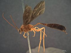 Heteropelma datanae by the Smithsonian. Used under a CC0 license.