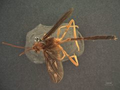 Heteropelma datanae by the Smithsonian. Used under a CC0 license.